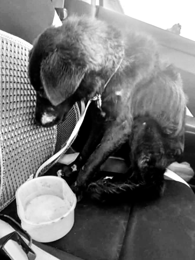 Kárpáti Péter és barátai: Rühes kutya